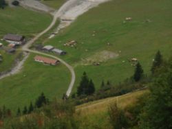 2013-09-08_6Falkenh-Steinfalk (322).JPG